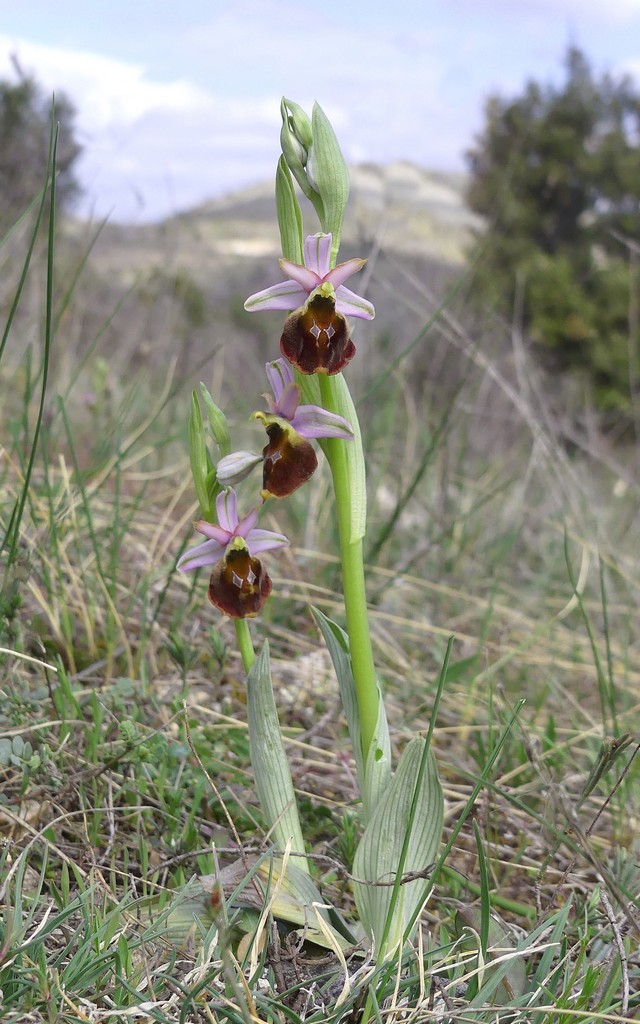 Ophrys crabronifera nellAbruzzo aquilano - aprile  2022.